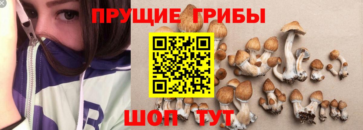 Псилоцибиновые грибы GOLDEN TEACHER Кудымкар